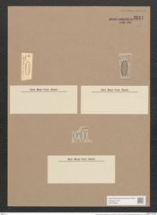 Amphora ovalis var. gracilis (Ehr.) V. H. (de-Toni-Nr.: Genus 36, Species 1672) Zeichnungen Sammlung Grunow Nr. 3211 (NHMW-BOT-W0370666)